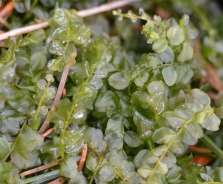 Many-fruited thyme-moss