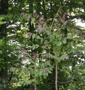 Albero del paradiso