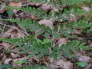 Orlova praprot | Rastlina | Life Habitats