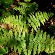 Eagle fern