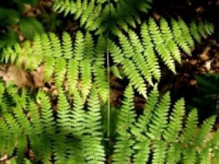 Orlova praprot | Rastlina | Life Habitats