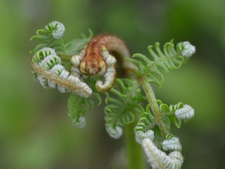 Orlova praprot | Rastlina | Life Habitats