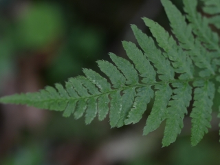 Orlova praprot | Rastlina | Life Habitats