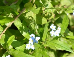 True forget-me-not