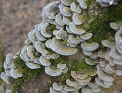 Pisana ploskocevka – Trametes versicolor (L.: Fr.) Pilat