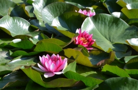 Waterlily 'Charles de Meurville'