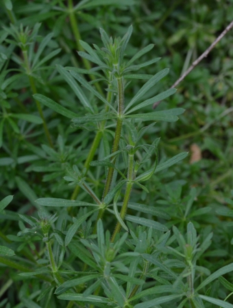 Schultesova lakota – Galium schultesii