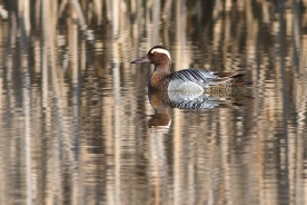 Garganey