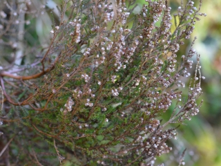 Jesenska vresa | Rastlina | Life Habitats