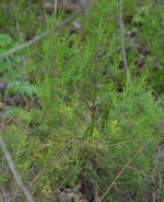 Common heather