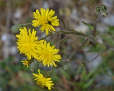 Beaked hawksbeard