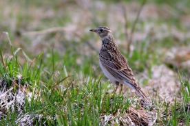 Eurasian skylark 