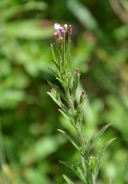 Rožnatocvetni vrbovec – Epilobium roseum