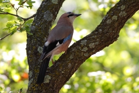 Eurasian jay 