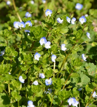 Dvorednodlakava čestoslavica