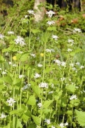 L'alliaria 