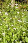 Garlic mustard