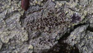 Lecanora argentata (Ach.) Malme - žametni kolačkar