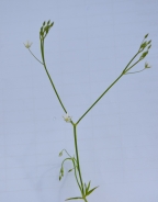 Velecvetna zvezdica – Stellaria holostea L.