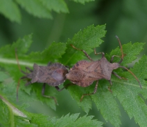 Rjava usnjatka, jagodna stenica (Coreus marginatus)