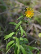 Enula aspra 