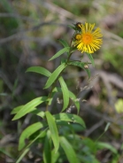 Willowleaf yellowhead