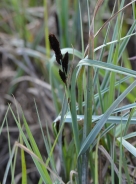 Black sedge 