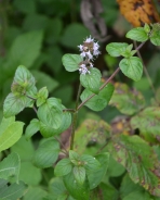 Vodna meta – Mentha aquatica L.
