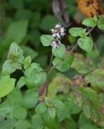 Water mint