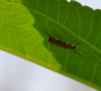 Common red soldier beetle