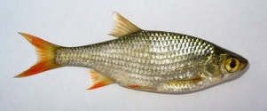 Rdečeperka (Scardinius erythrophthalmus)