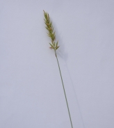 Volk – Nardus strictus