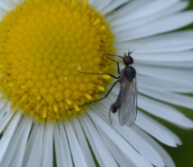 Hawthorn Fly