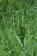 Jalova stoklasa – Bromus sterilis