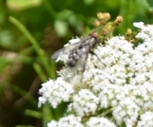 Mesarska muha – Sarcophaga carnaria