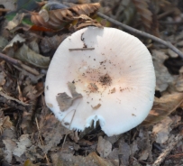 Bare-toothed Russula