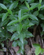 Dog's mercury