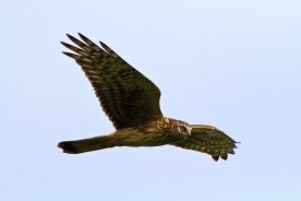 Hen harrier 