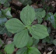 Herb-paris