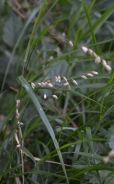 Melica delle faggete 