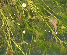 Threadleaf crowfoot