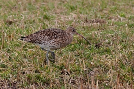 Curlew