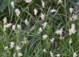 Quaking sedge