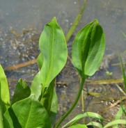 European water-plantain