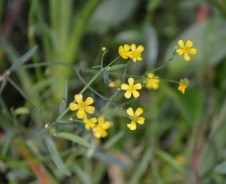 Lesser spearwort