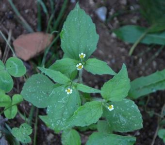 Vejicati rogovilček -  Galinsoga ciliata