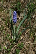 Common grape hyacinth