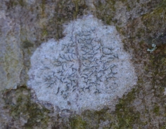 Script lichen