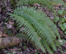 Ostrich fern