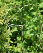 Willowleaf lettuce